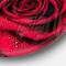 Designart - Red Rose Petals with Rain Droplets' Ultra Glossy Floral Metal Circle Wall Art